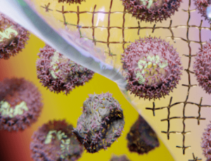 使用基于 PEG 的水凝膠提高疫苗熱穩(wěn)定性