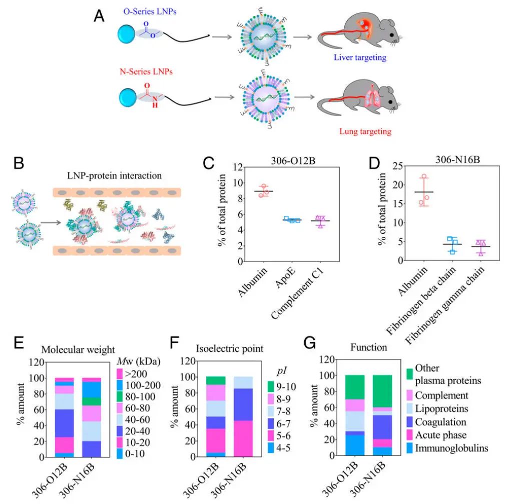 肺靶向和肝靶向LNPs的結(jié)構(gòu)差異，及其在mRNA遞送中的應(yīng)用