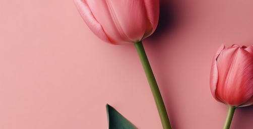 國(guó)際勞動(dòng)?jì)D女節(jié)快樂(lè)！