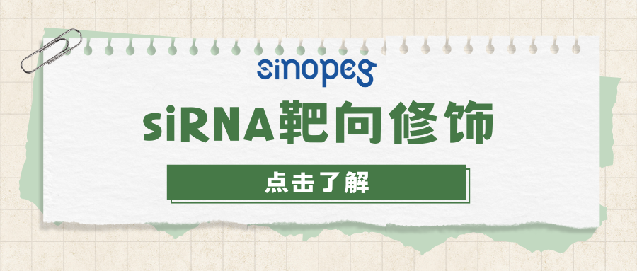 siRNA靶向修飾